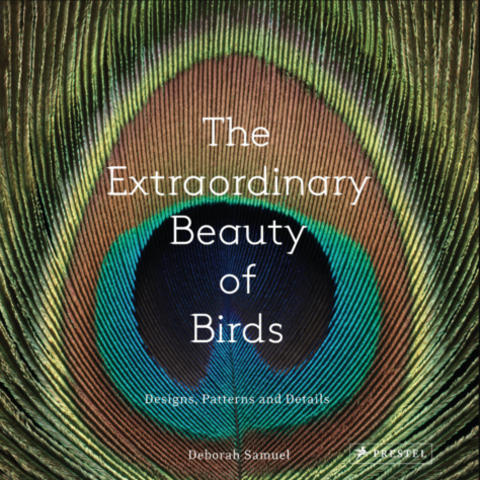 The Extraordinary Beauty of Birds