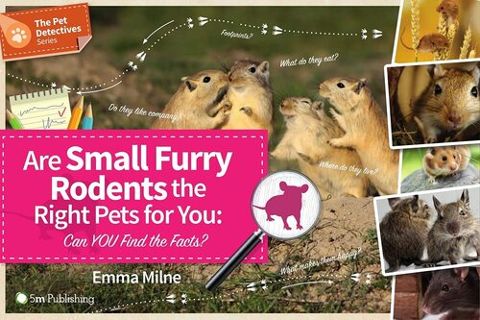 Are Small Furry Rodents the Right Pets For You