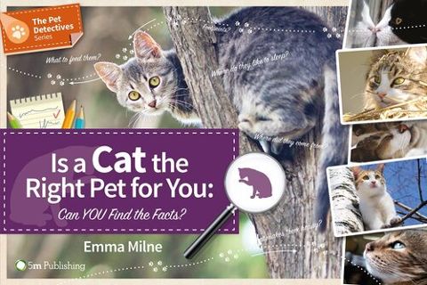 Is A Cat The Right Pet For You
